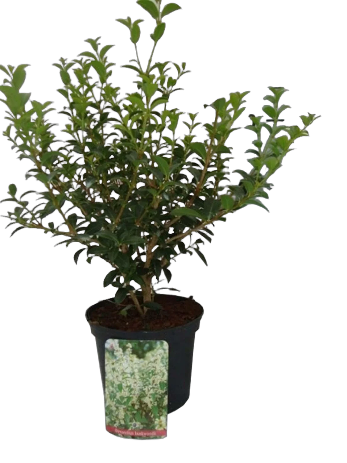 Османтус гибридный Бурквуда - Osmanthus Burkwoodii H17 D60