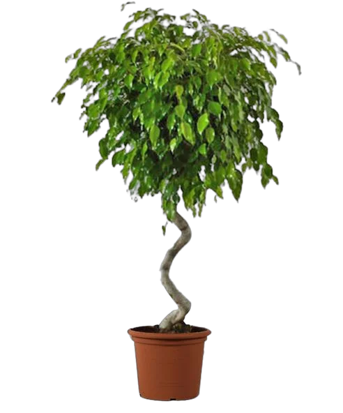 Фикус Бенджамина Экзотика спираль - Ficus benjamina Exotica D40 H130