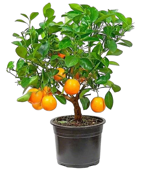 Домашний Мандарин 180 см