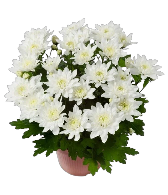 Хризантема Белая махровая - Chrysanthemum Chrystal White D20 H32