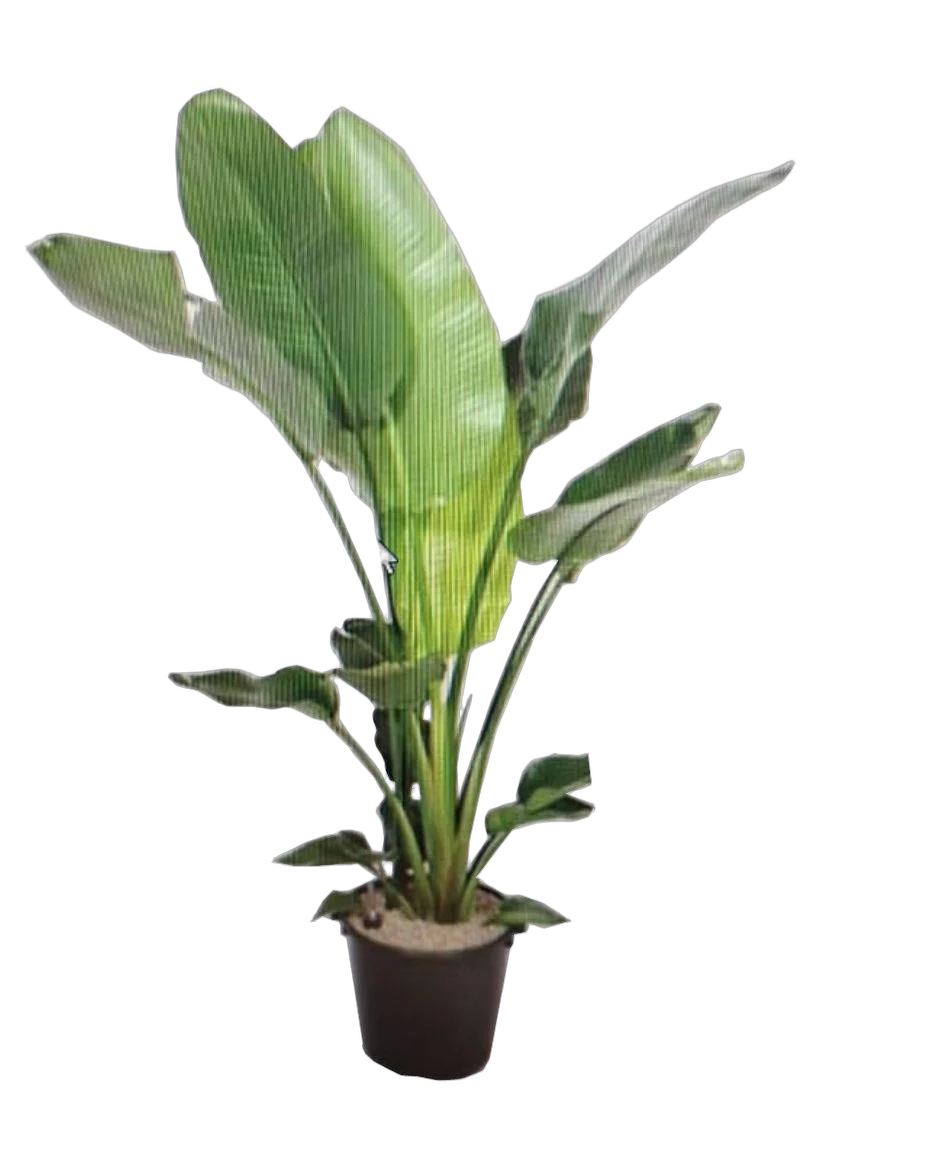 Стрелиция Николай 6 пп - Strelitzia Nicolai D40 H190