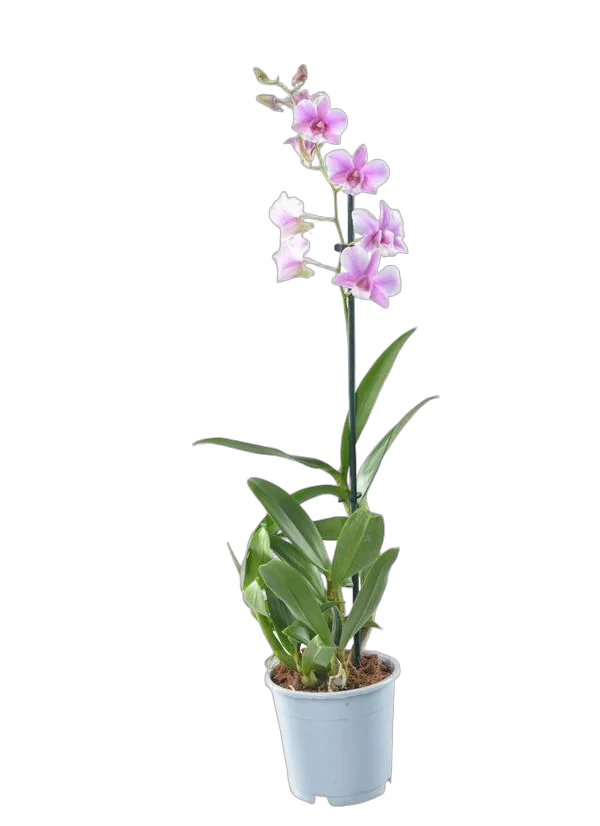 Дендробиум фаленопсис 'Sa-Nook' - Dendrobium phalaenopsis D12 H40