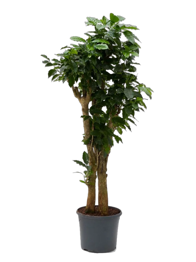 Кофейное дерево - Coffea D30 H160