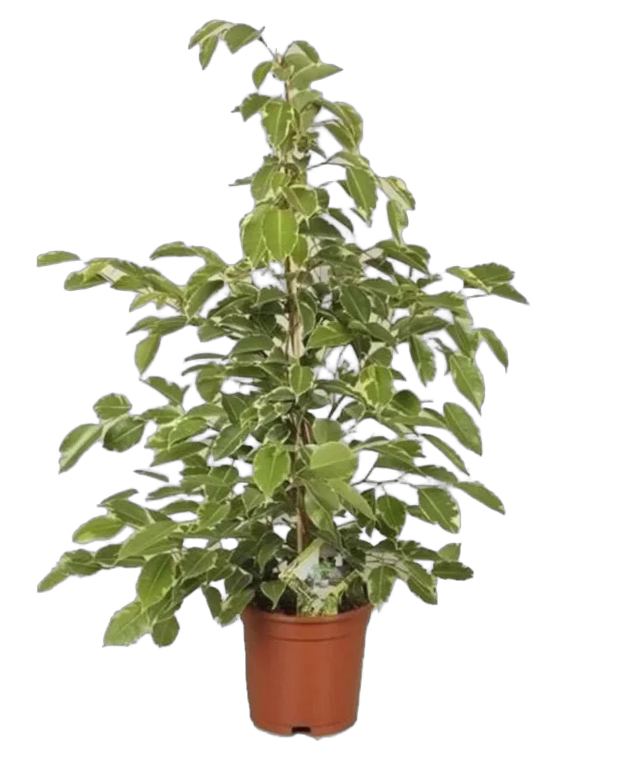 Фикус Бенджамина Голден Кинг - Ficus benjamina Golden King D17 H60
