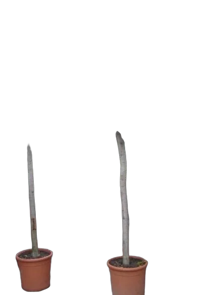 Фикус Бенджамина Нитида штамб - Ficus benjamina Nitida D45 H250