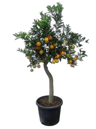 Апельсин Миртолистный - Citrus Chinotto D30 H200