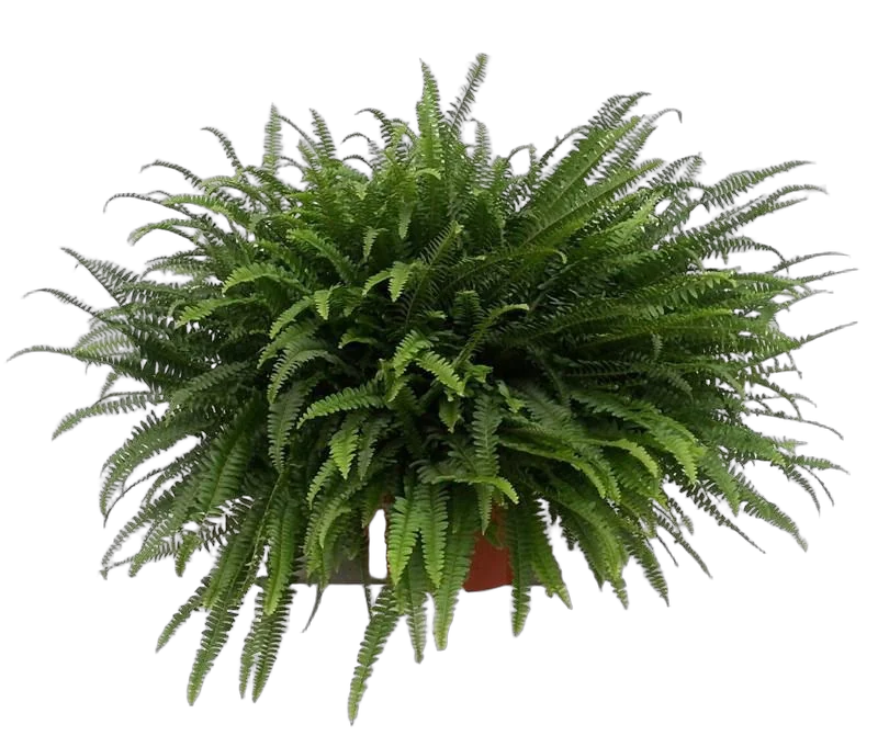 Нефролепис Бостон - Nephrolepis Bostoniensis D26 H80