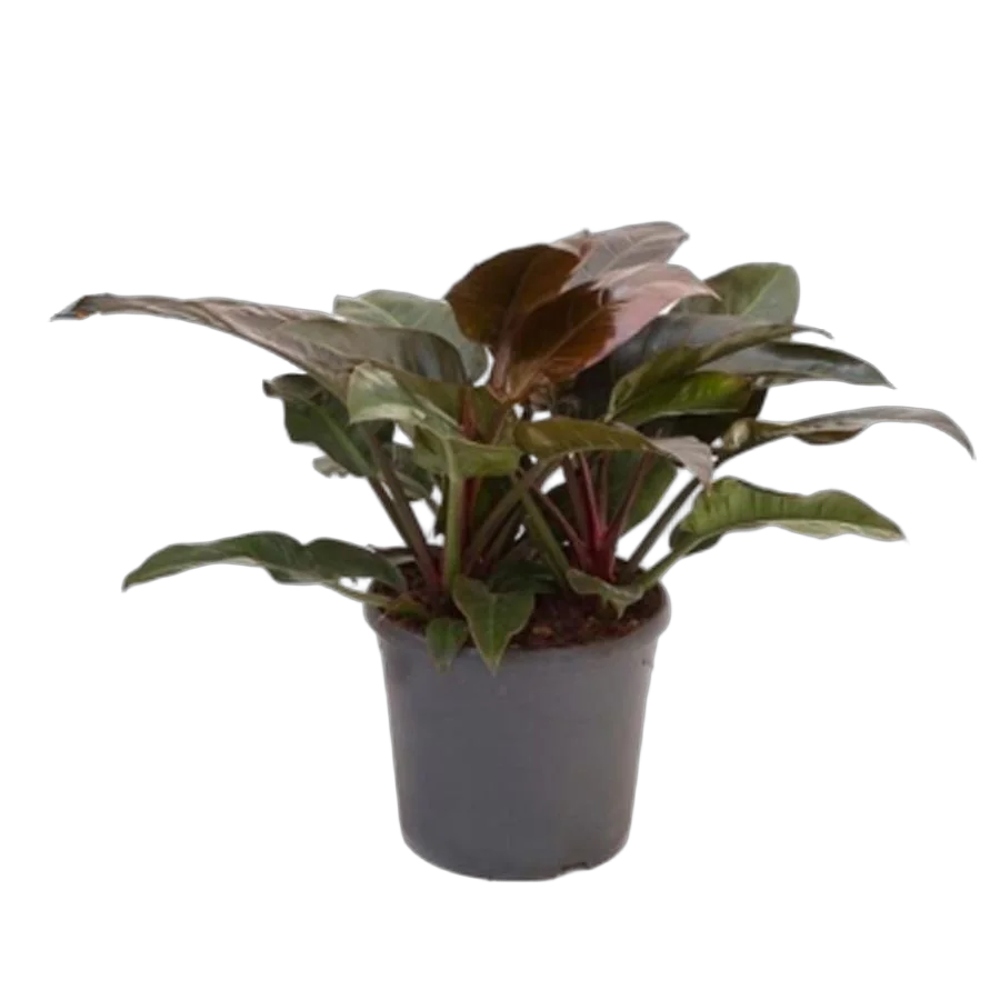 Филодендрон Ред Империал - Philodendron Imperial Red D15 H45