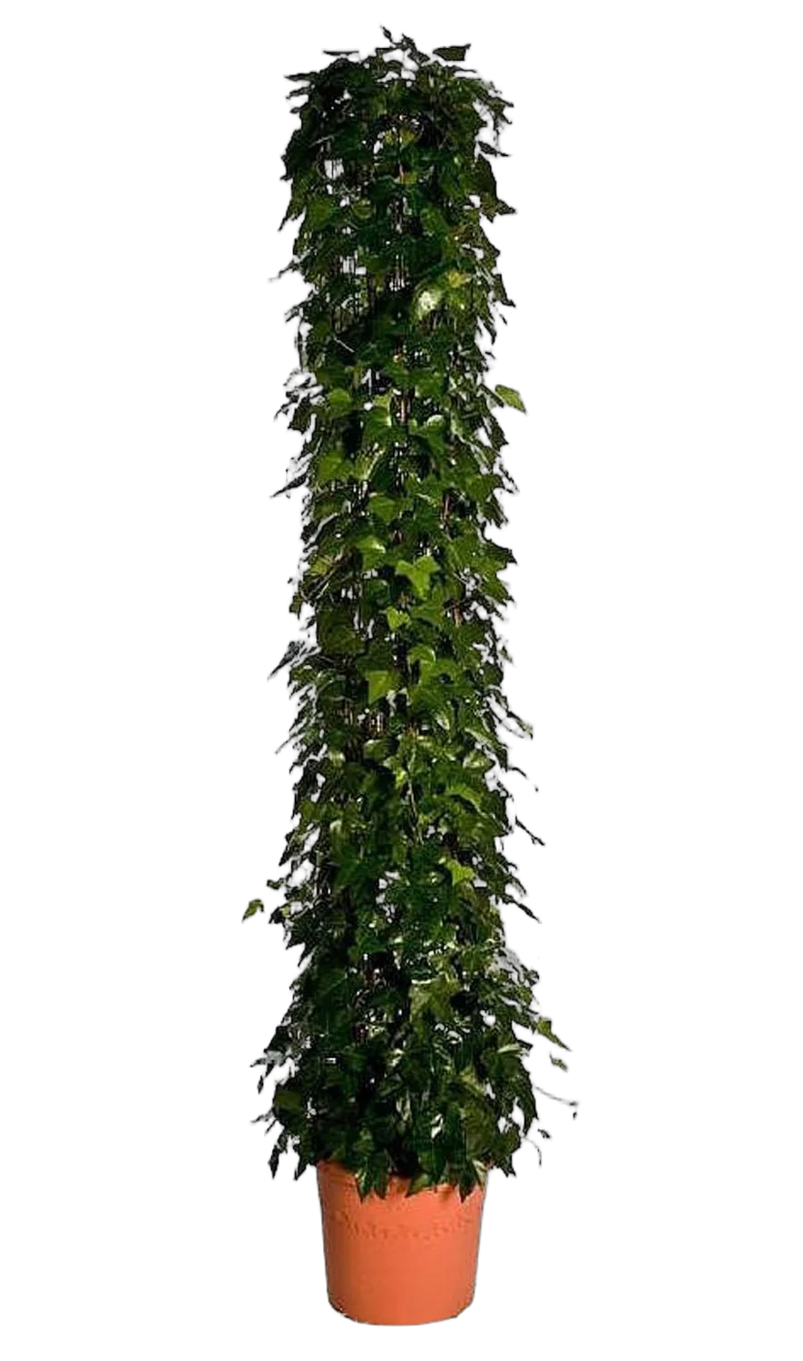 Хедера, плющ Алжирский - Hedera algeriensis Montgomery D40 H200