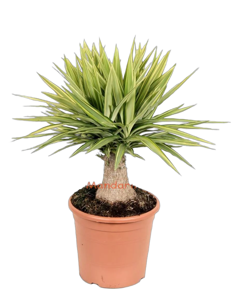 Пальма Юкка слоновья нога - Yucca elephantipes 'Jewel' D30 H80