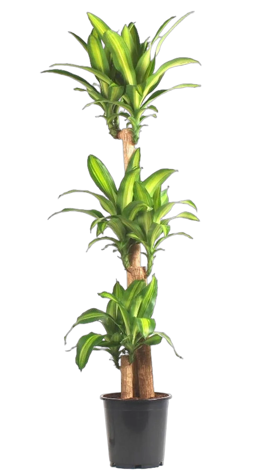 Драцена Массанжеана 3 ствола - Dracaena Massangeana D27 H150