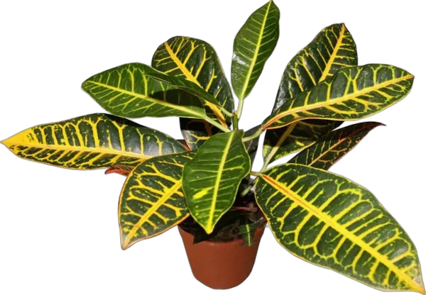 Кодиеум Петра - Kodieum Varigatum PetraD10 H20