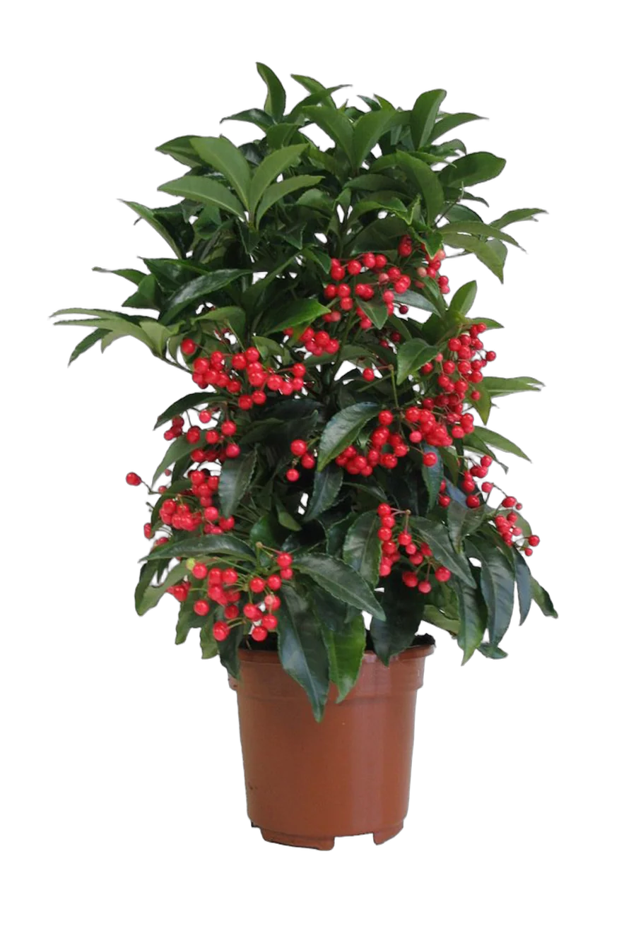 Ардизия - Ardisia D15 H50