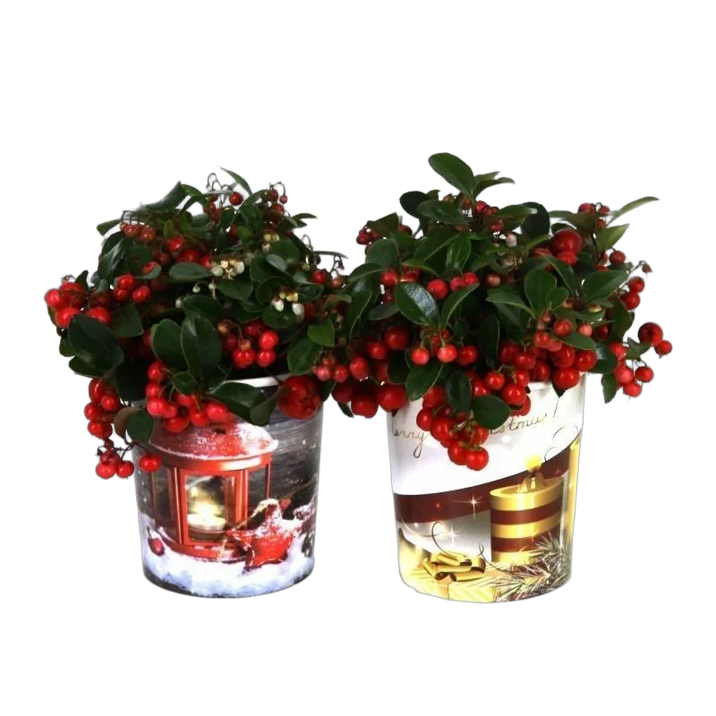 Гаультерия Биг Берри - Gaultheria D12 H22