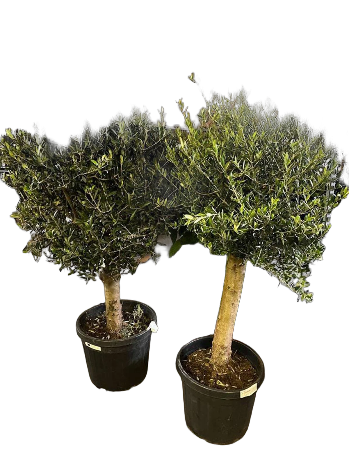 Оливковое дерево, маслина европейская - Olea europaea H50 H200