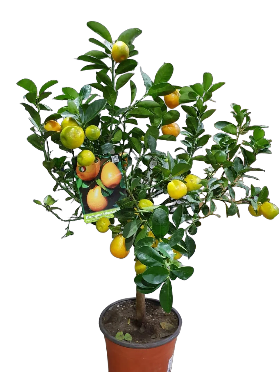 Кумкват Обовата Фукуши - Fortunella obovata D22 H100