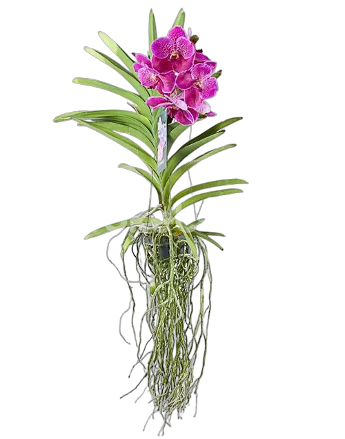 Ванда Сандариана - Vanda Sunanda Magenta Glitter H60
