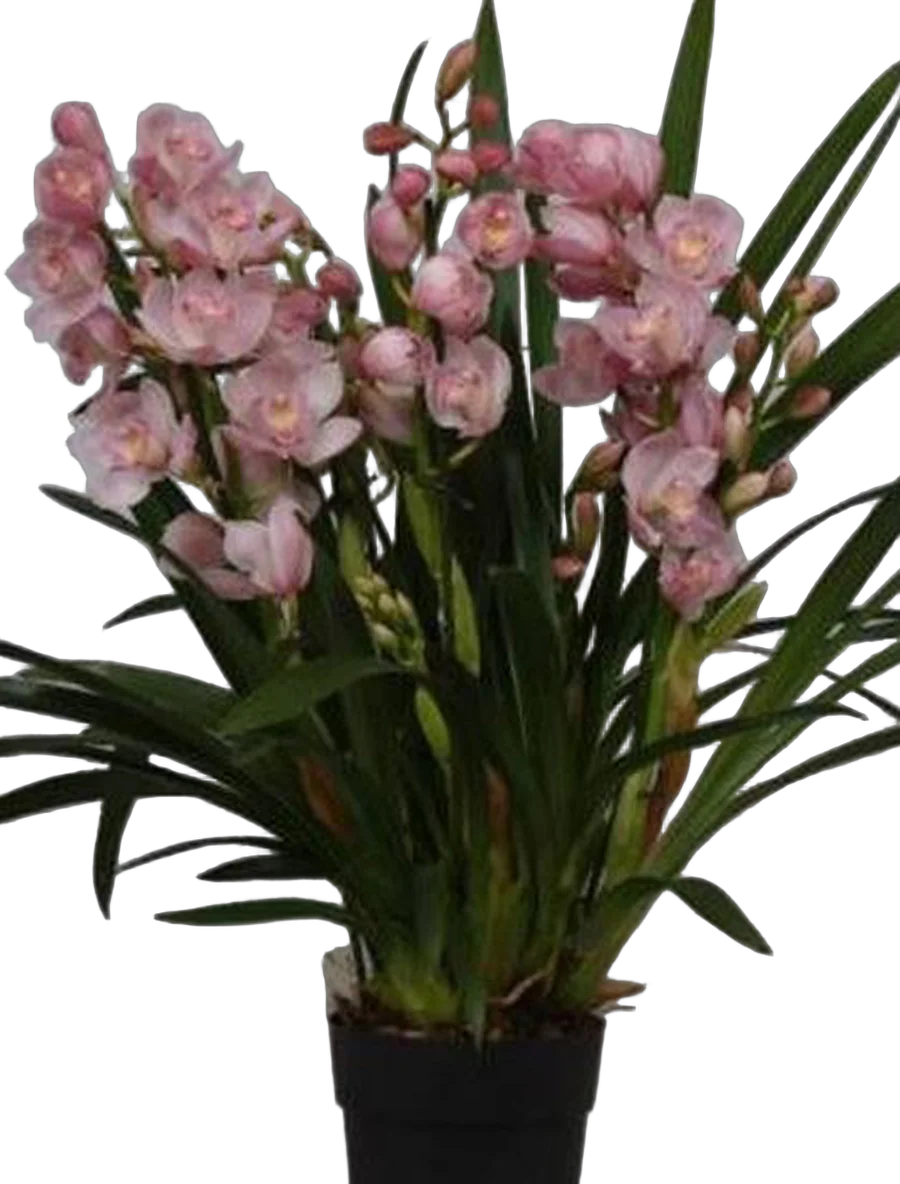 Цимбидиум Licht Roze - Cymbidium  D18 H90