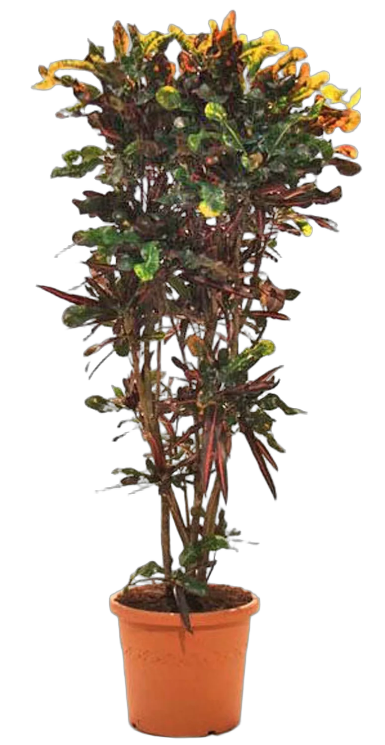 Кодиеум Мамми - Codiaeum Mammy D35 H180