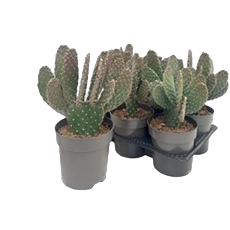 Опунция консолея - Opuntia Consolea D14 H30