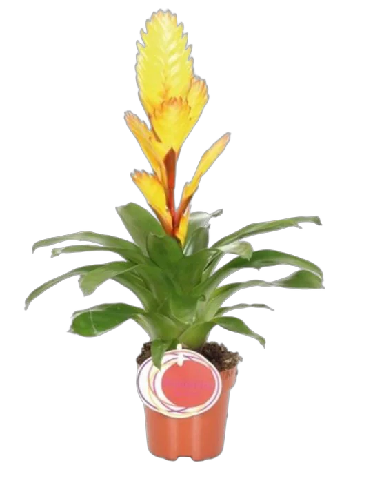Фризея Electric желтая - Vriesea D12 H45