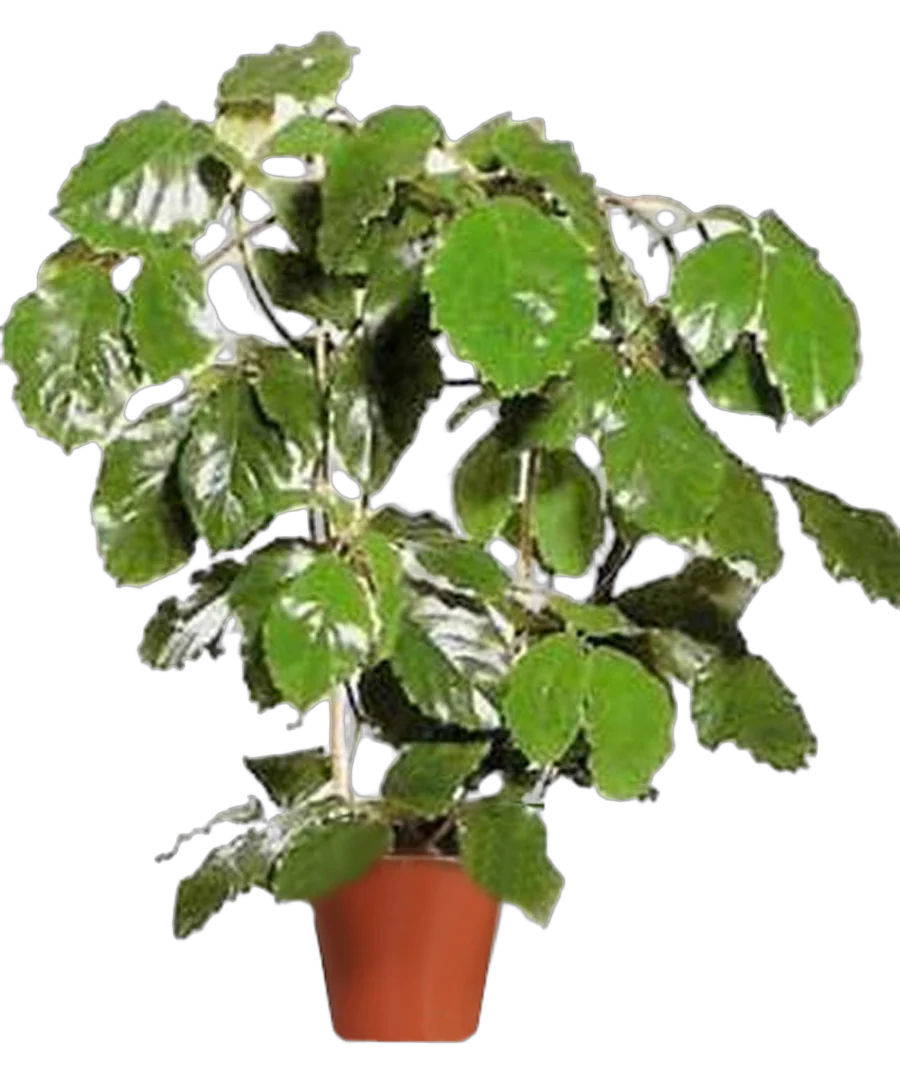 Тетрастигма Вуанье (комнатный виноград) - Tetrastigma voinierianum  D22 H80