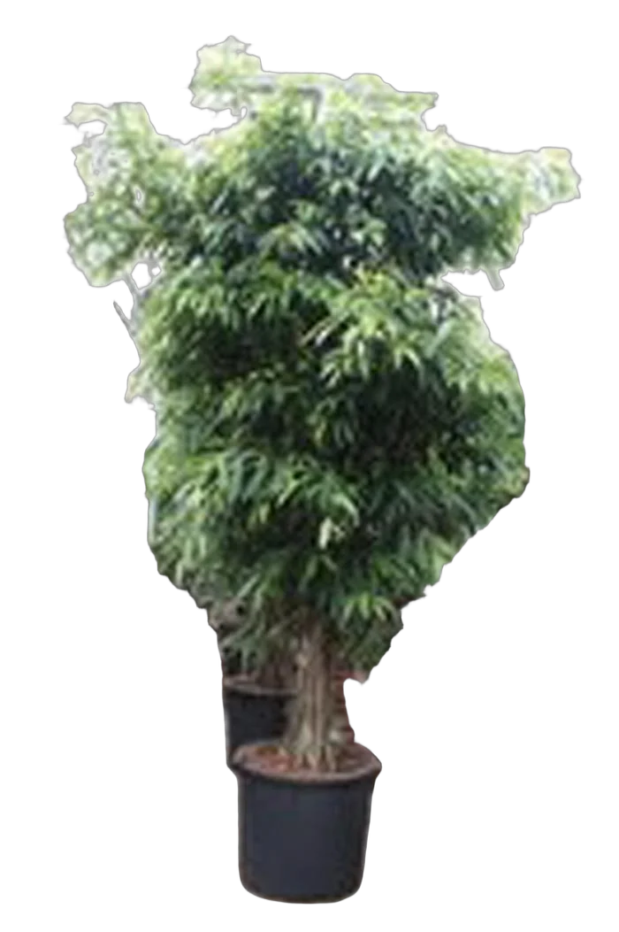 Фикус Биннедика Али - Ficus binnendijkii Alii  D70 H400