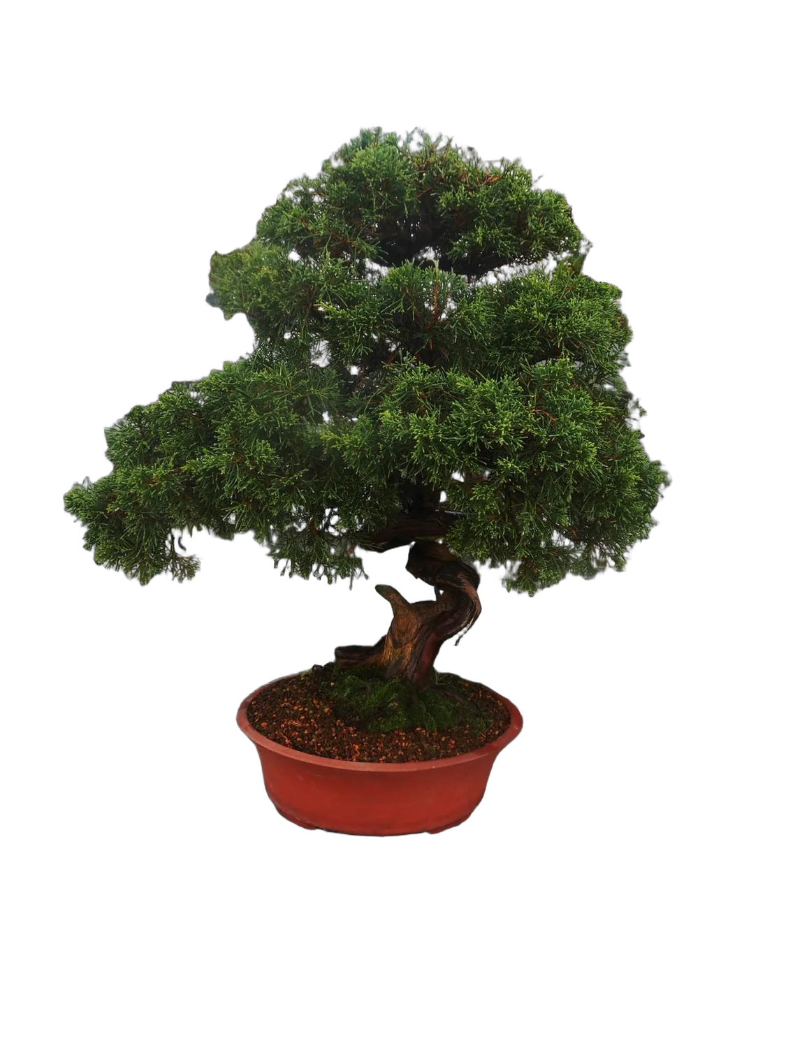 Бонсай Можжевельник - Bonsai Juniperus chinensis D28 H60
