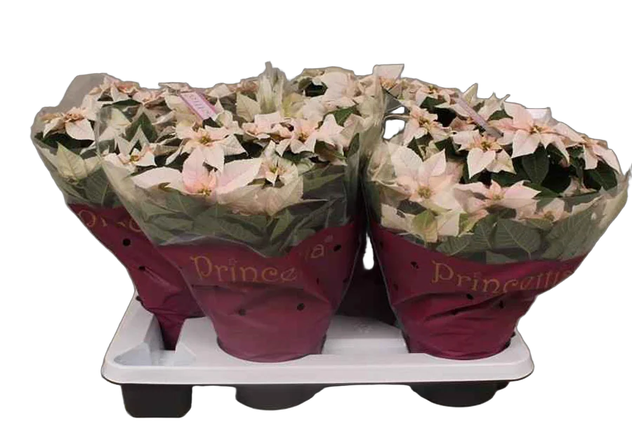 Пуансеттия (молочай красивейший) белый - Euphorbia pulcherrima D17 H35