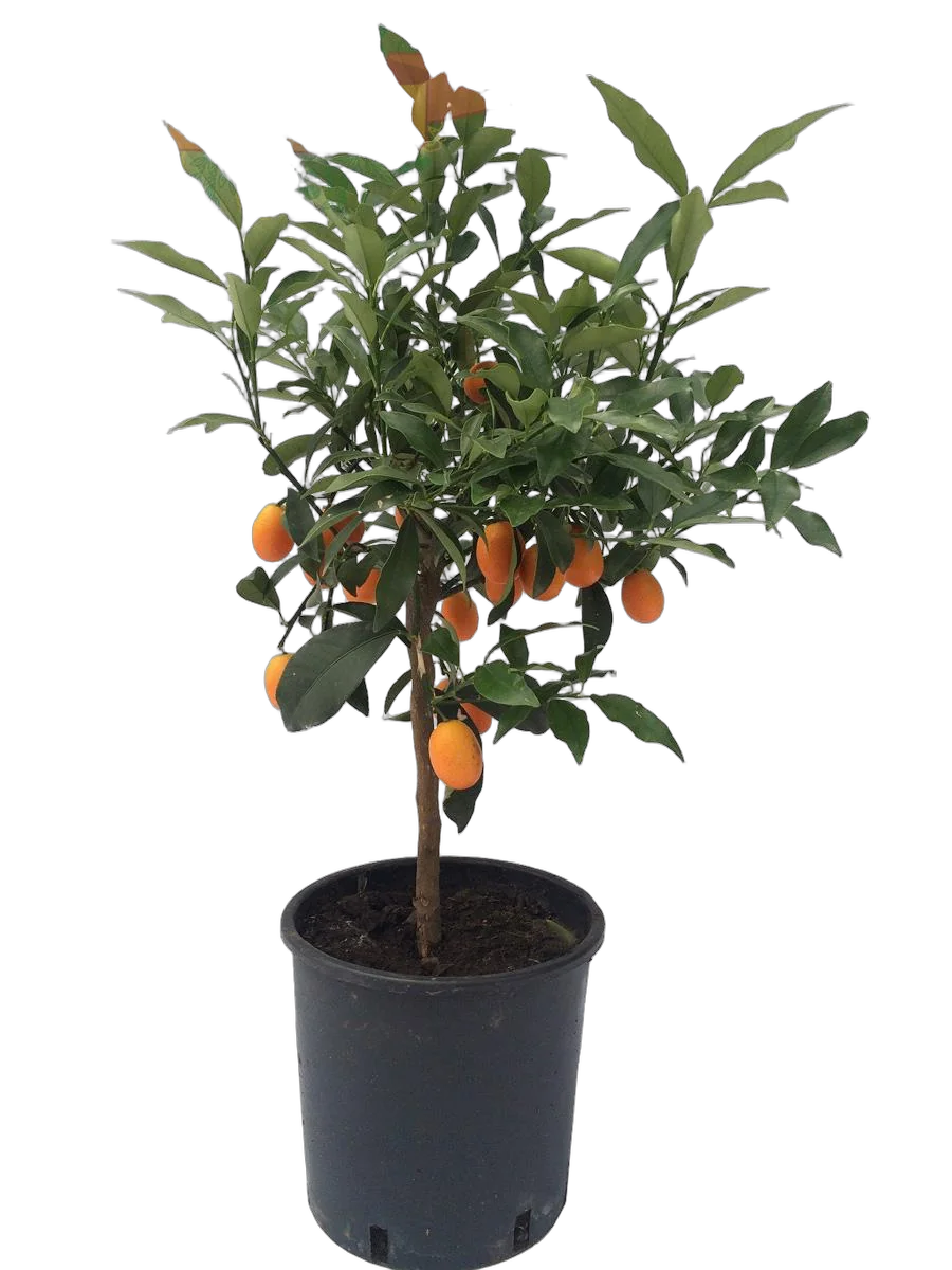 Кумкват - Kumquat D25 H90