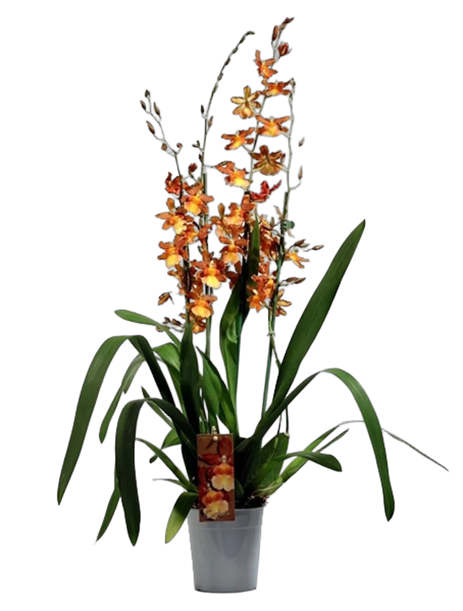 Камбрия Кататанта - Cambria Catatante D12 H70