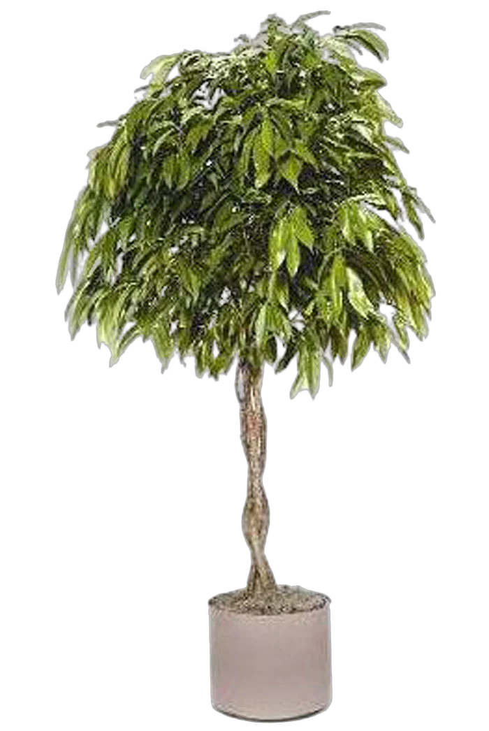 Фикус Биннедика Амстел Кинг косичка - Ficus Amstel King D27 H145