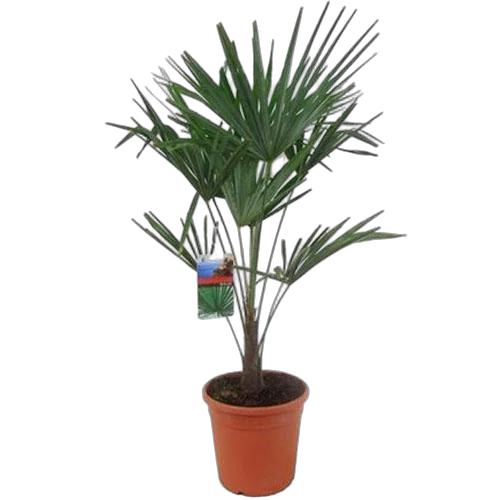 Пальма Трахикарпус - Trachycarpus D27 H100