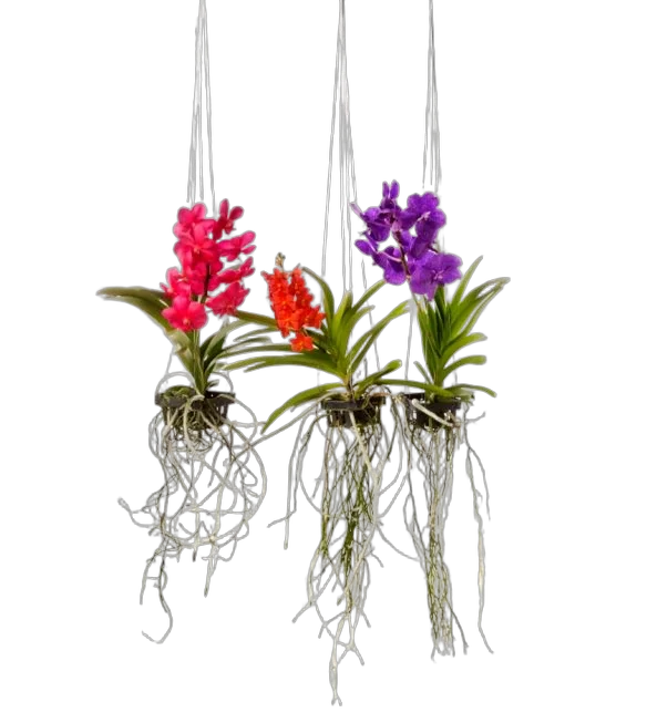 Ванда Гибрид Спот - Vanda Hybriden Yellow Spot H60