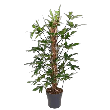 Филодендрон стоповидный - Philodendron Pedatum D24 H120