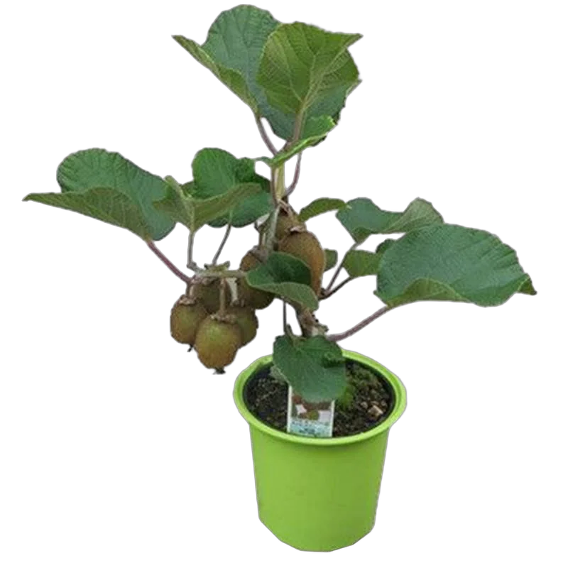 Киви (Актинидия) - Actinidia D12 H25