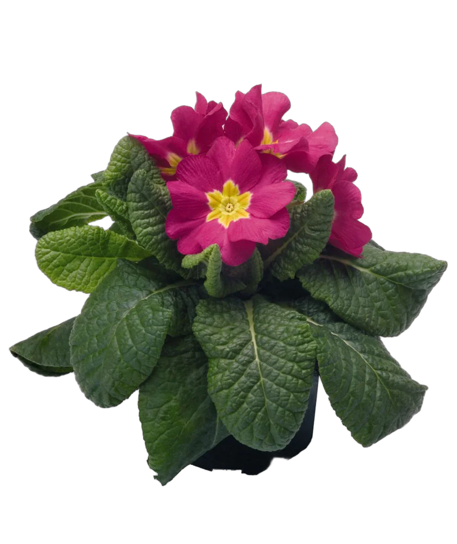 Примула обконика пурпурная - Primula D9 H25