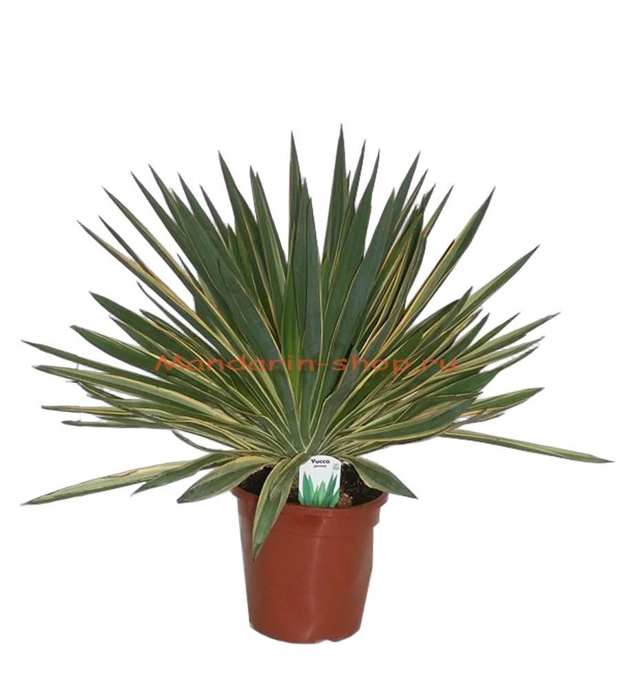 Пальма Юкка славная пестролистная - Yucca gloriosa 'Variegata' D27 H75