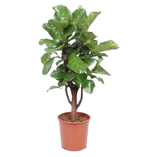 Фикус Лировидный (Лирата) - Ficus Lyrata (fachjan) D30 H140