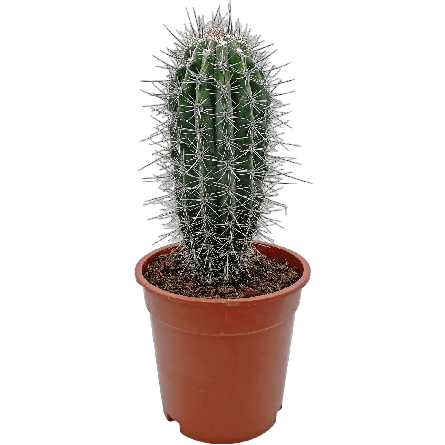 Пахицереус Прингля - Pachycereus pringlei D20 H50