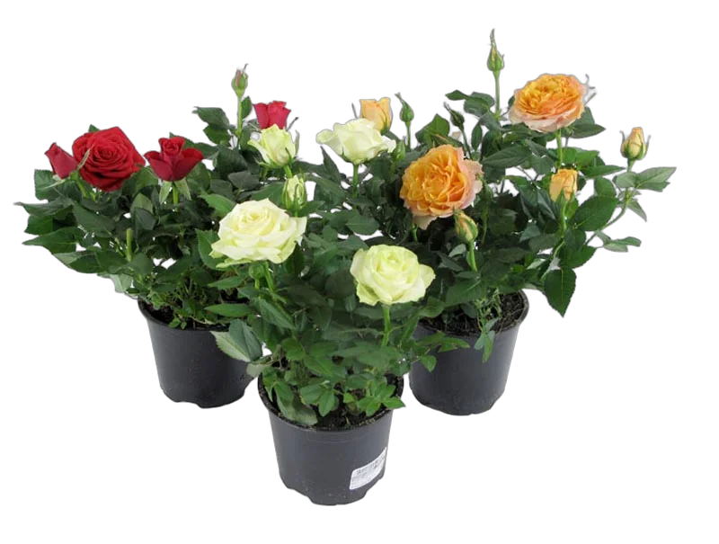 Цветущая Роза Alexandra микс Кордана - Alexandra D10/25