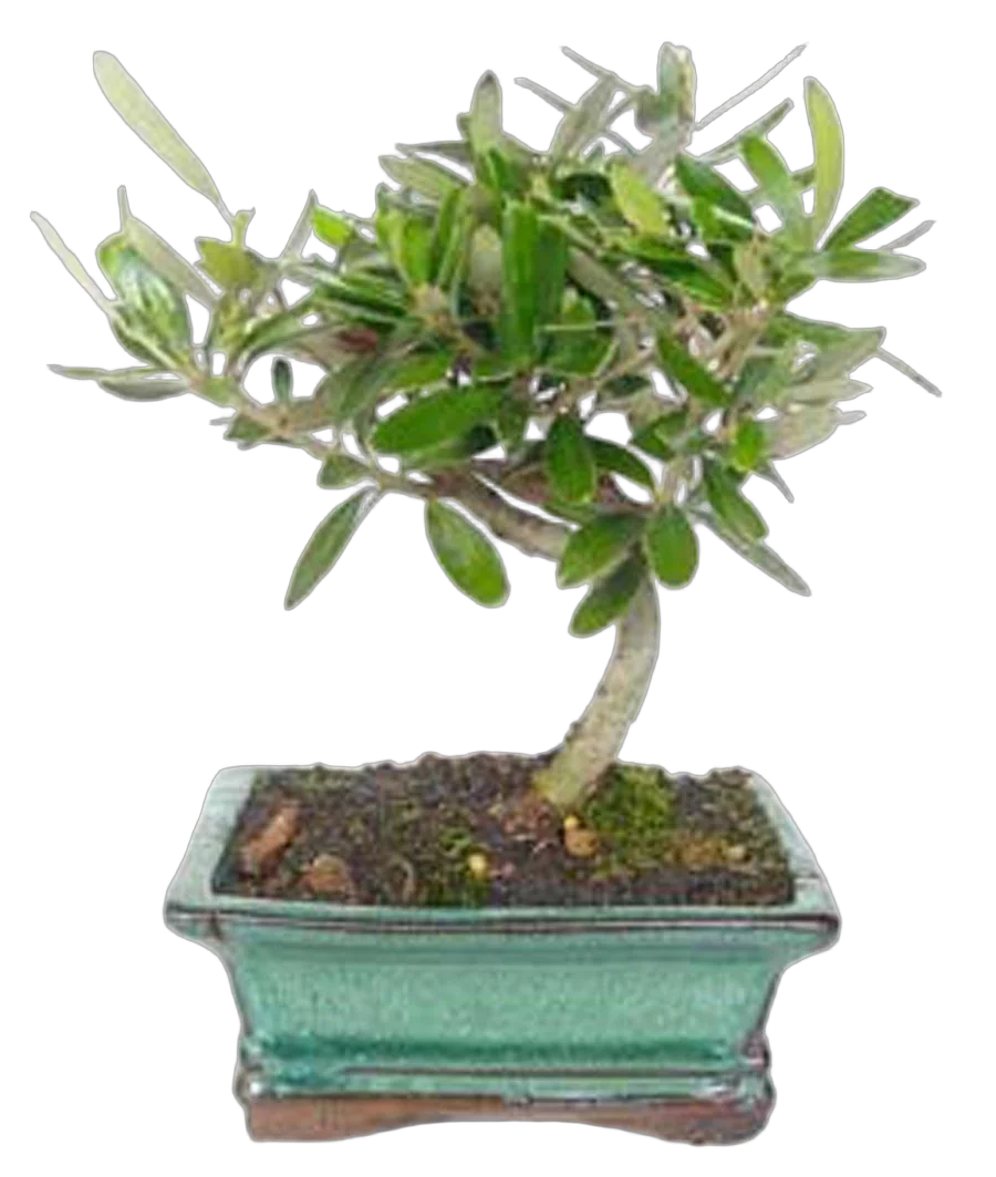 Бонсай Олива