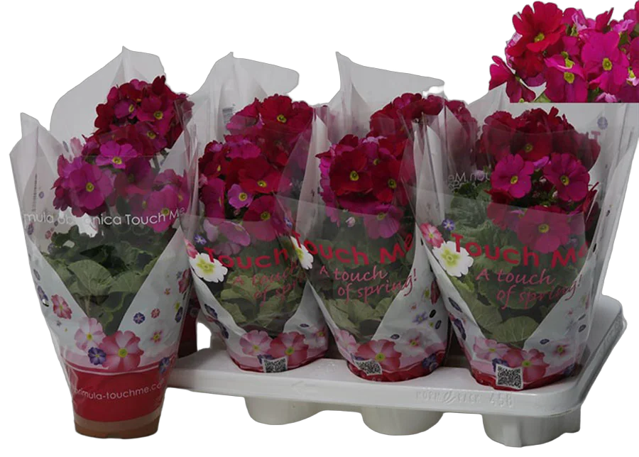 Примула обконика бордовая - Primula D12 H27