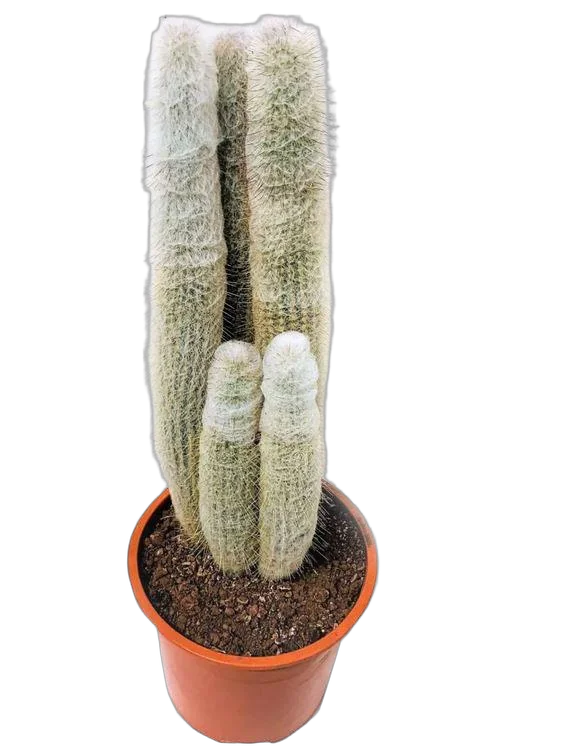 Эспостоа шерстистая - Espostoa lanata D15 H60