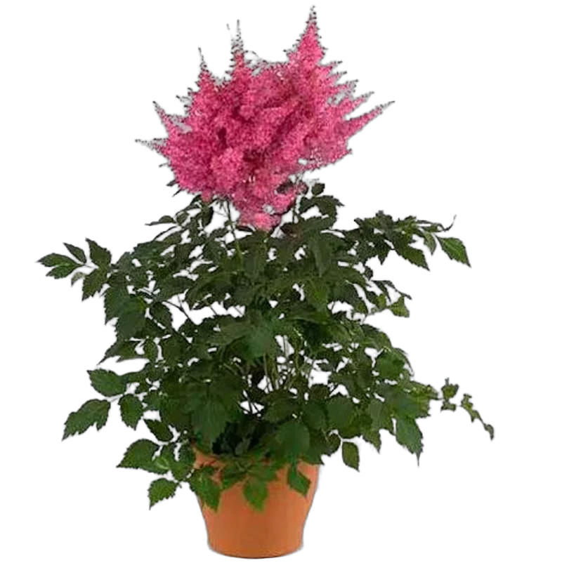 Астильба Г. Арендса Анита Пфайфер - Astilbe Anita Pfeifer D14 H50