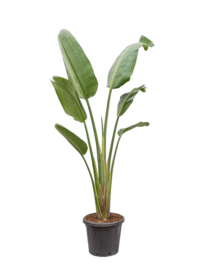 Стрелиция Николай - Strelitzia Nicolai D21 H120