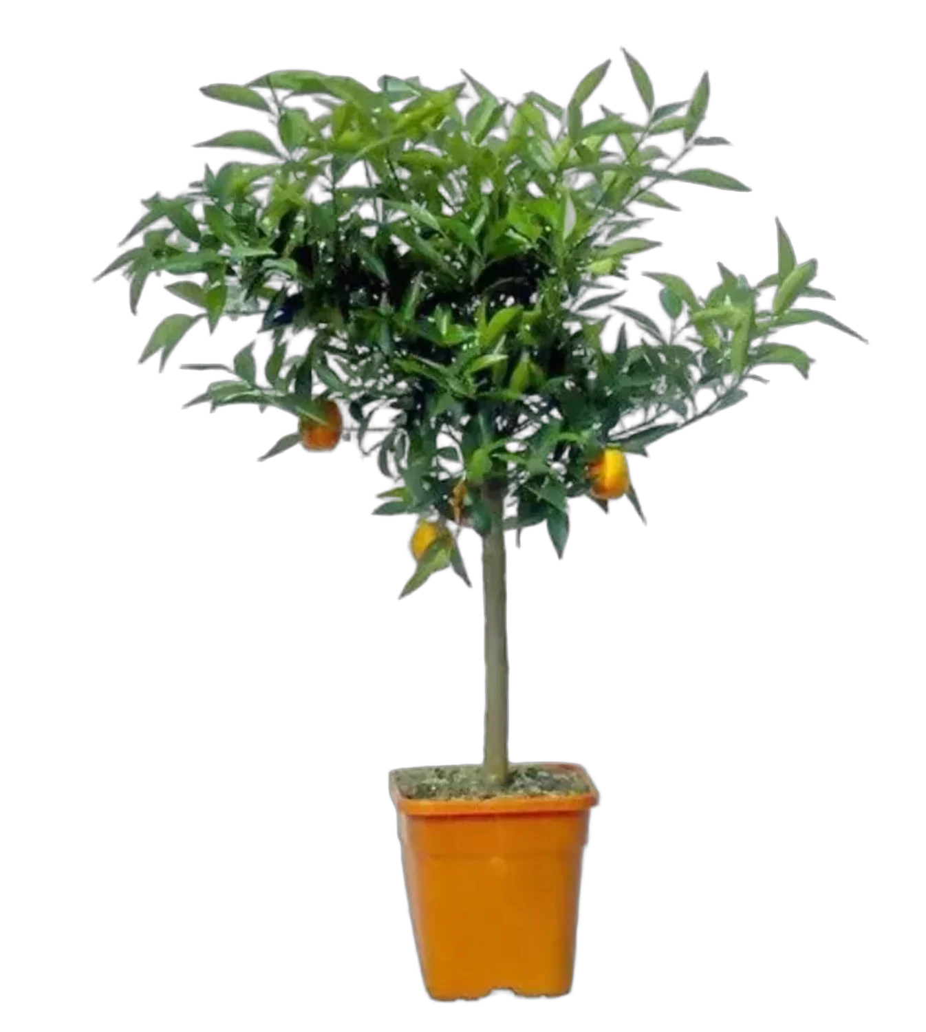 Кумкват Реале - Fortunella Reale D21 H70