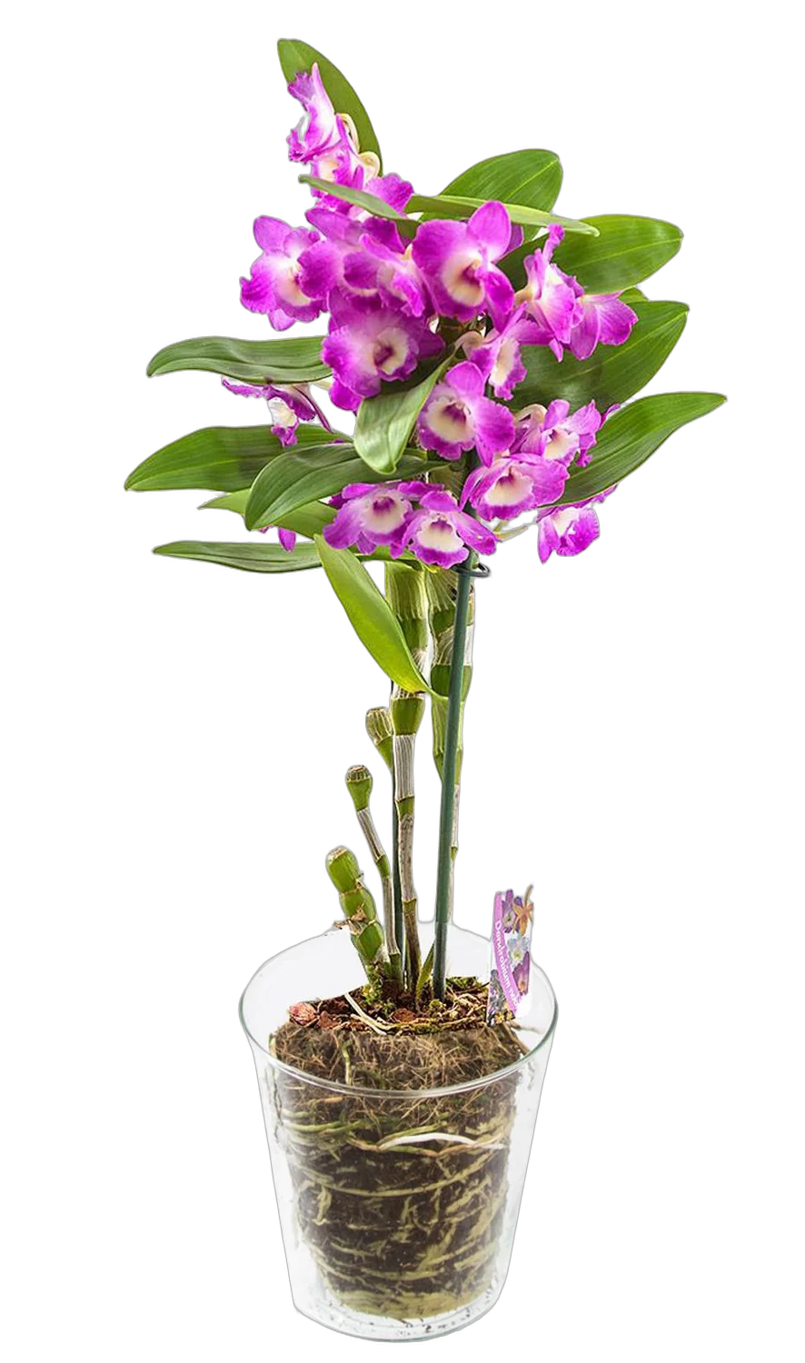 Дендробиум Нобиле розовый - Dendrobium nobile D12 H40
