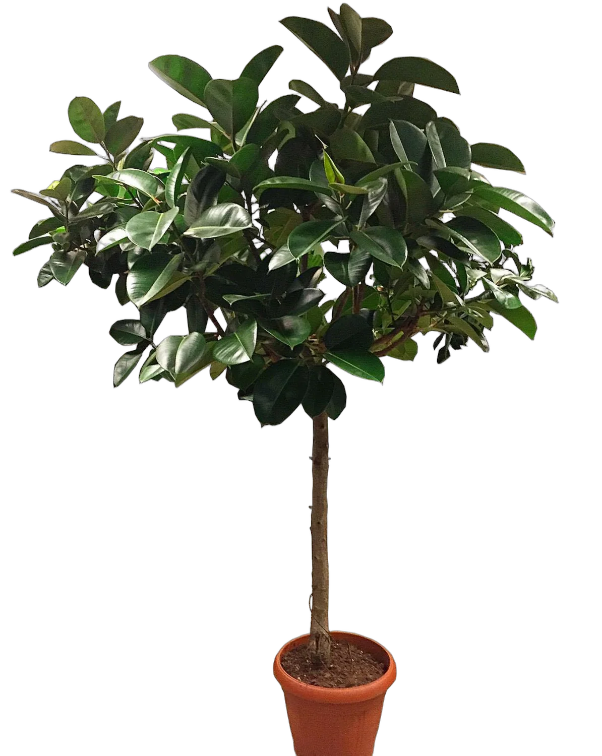 Фикус эластика Робуста - Ficus elastica Robusta D35 H200