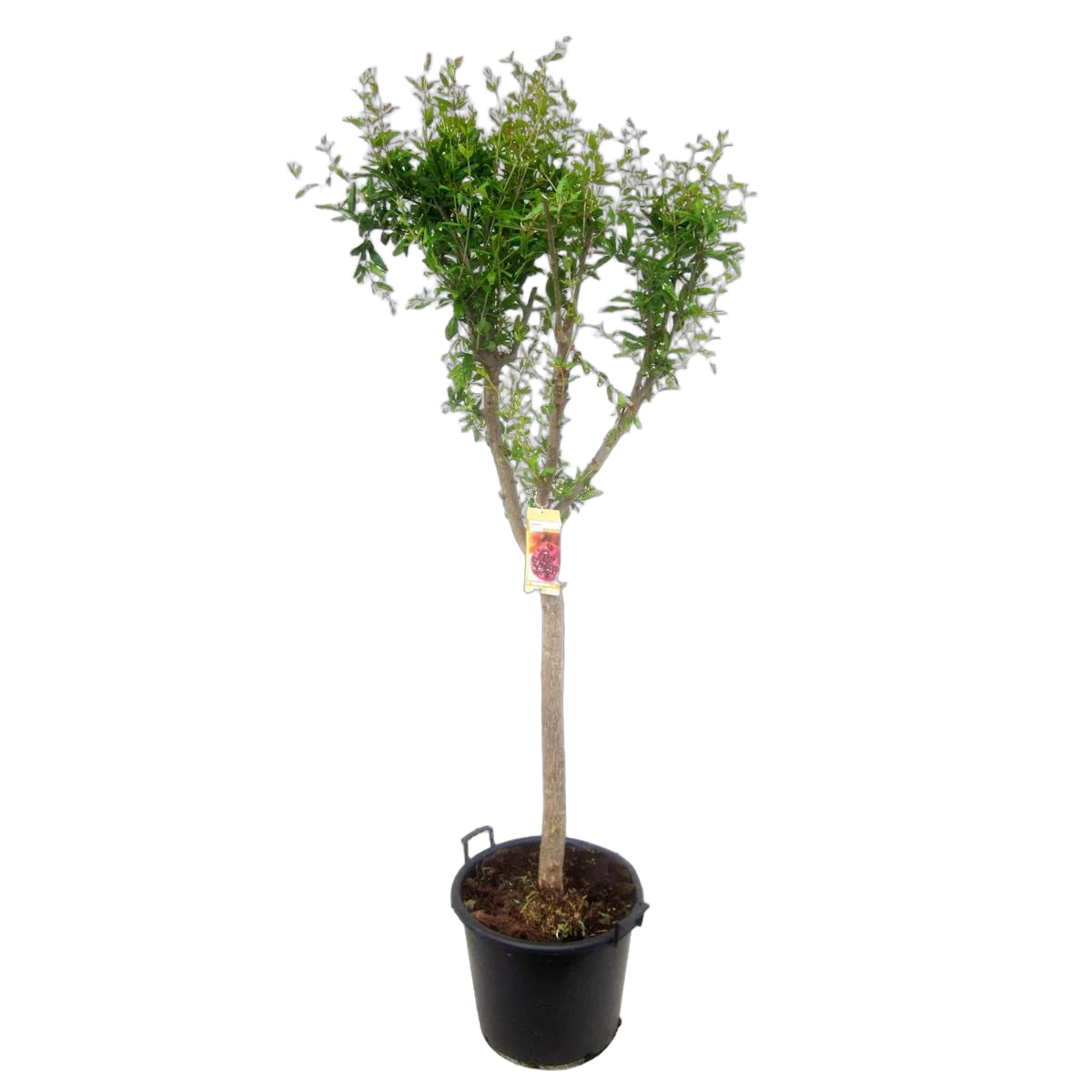 Гранат - Punica  granatum D50 H230